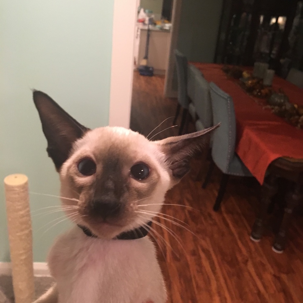 Meet your Posher, Eric